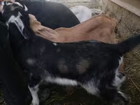 Коза, Nubian Goat — фото 2
