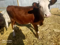 母牛, Kazakh White-headed cow — 照片 2