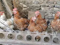 Chickens — Foto 2