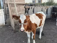 Toro, Simmental cattle — foto 2