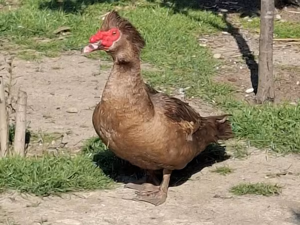 Ducks