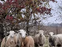 公羊, Katum sheep — 照片 7