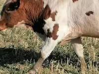 Bull, Simmental cattle — photo 5