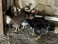 Chickens — 2-rasm