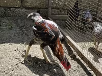 Chickens — Foto 1