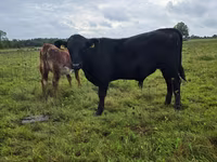 Bull, Aberdeen-Angus — photo 1
