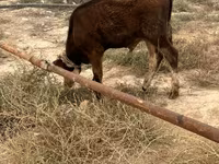 Toro, Ganado vacuno — foto 2