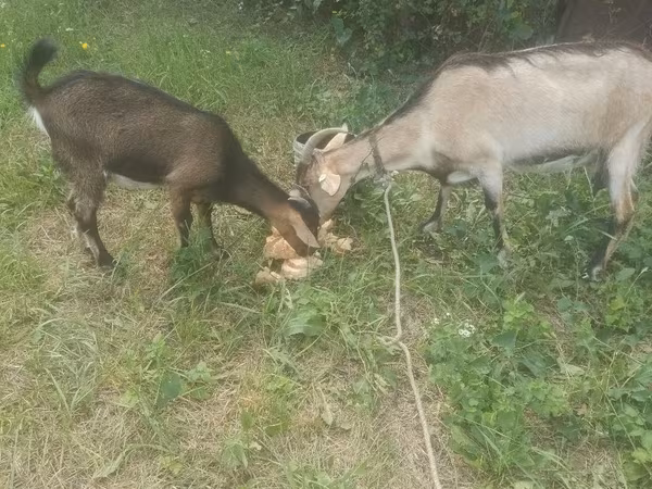 Cabra, Cabras