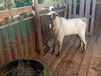 Ziege, Alpine goat — Foto 2