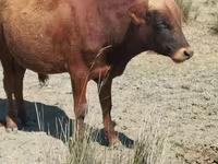 Cow, Cattle — photo 3