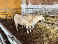 Toro, Vaca Limousin — foto 1