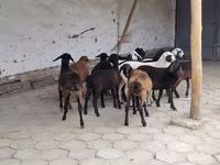 Вівця, Вівці — фото 1