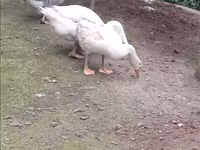 Geese — الصورة 2