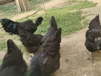 Chickens — 8-сурет