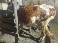 Kuh, Latvian Blue cattle — Foto 2