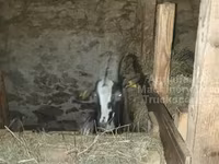 Dişi keçi, Alpine goat — foto 4