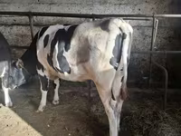 İnək, Russian Black pied cattle — foto 1