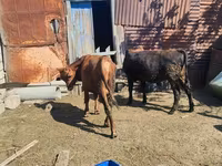 Buğa, Mal-qara — foto 3