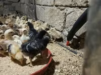 Chickens — foto 1