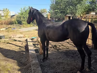 Toychoq, Arabian horse — 2-rasm