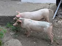 Schweine (Partie, Geschlecht nicht angegeben), Schweine — Foto 1
