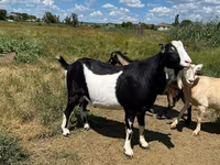 公山羊, LaMancha goats — 照片 5