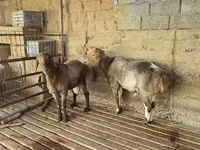 Ram, Arashan sheep — photo 5