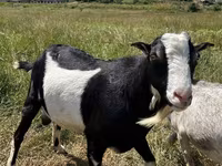 公山羊, LaMancha goats — 照片 3