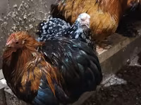Chickens — الصورة 6