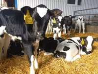 Bulle, Holstein-Rasse — Foto 4