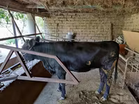 Cow, Cattle — photo 3