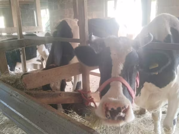 母牛, Latvian Blue cattle