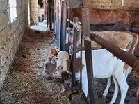 Bulle, Simmental cattle — Foto 1