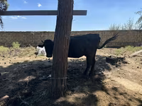 Vaca, Ganado vacuno — foto 1