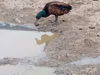 Ducks — الصورة 6