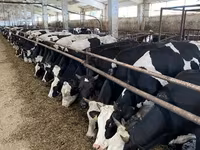 Cow, Holstein breed — photo 8