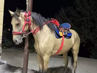 Caballo, Kazakh horse — foto 2