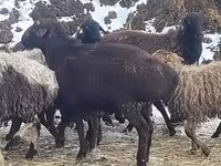 كبش, Hissar sheep — الصورة 1