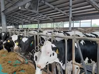 Cow, Holstein breed — photo 4