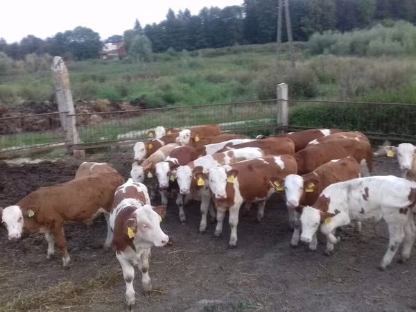 Бұқа, Simmental cattle