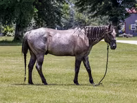 Aygʻir, Quarter Horse — 3-rasm