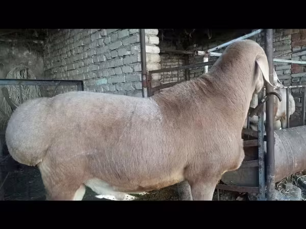 Carnero, Ovejas