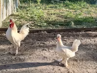 Chickens — 照片 1