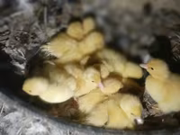 Ducks — फ़ोटो 1