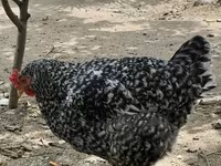 Chickens — الصورة 4