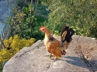 सेरामा — फ़ोटो 3