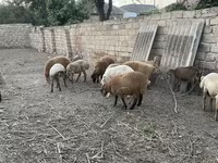 Carnero, Ovejas — foto 1