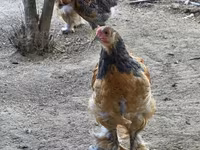 Brahma — Foto 2