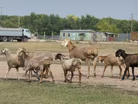 Ram, Hissar sheep — photo 8