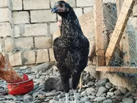 Chickens — foto 3
